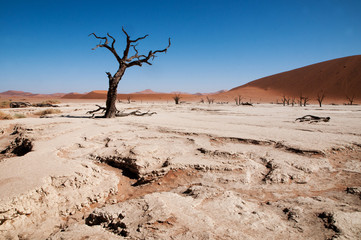 namibian desert