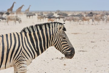 Fototapeta na wymiar Zebraherde (Equus quagga) im Etosha Nationalpark