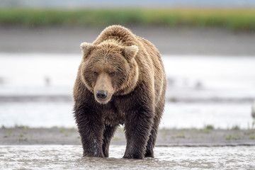 Grizzly Bear