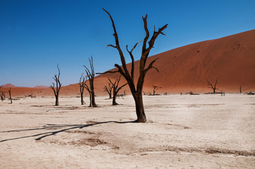 namibian desert