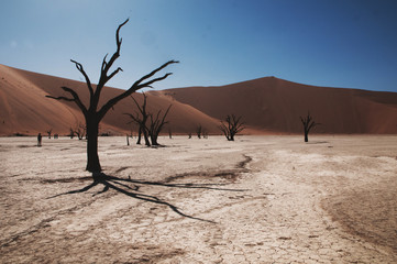 namibian desert