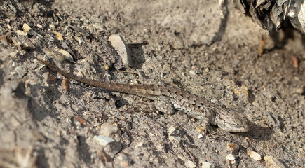 Westliche Zaun-Eidechse (Sceloporus Occidentalis) , Eidechse von Kalifornien, USA