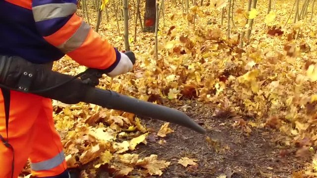 worker blows the autumn leaves