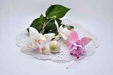 Real colorful fuchsia flower with green leafs. Isolated on the w