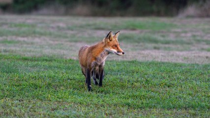fox