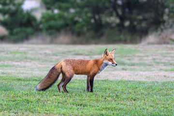 fox