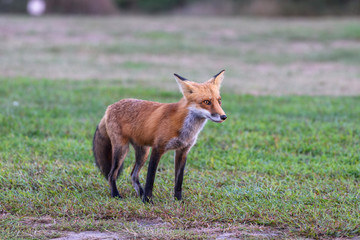 fox