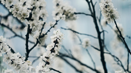 Apricot tree flower against blue Sky. Seasonal floral nature background.
