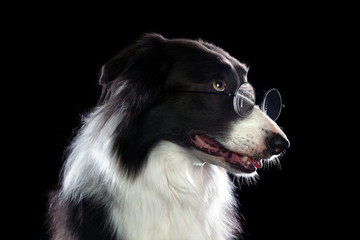 Smart border collie dog wearing glasses