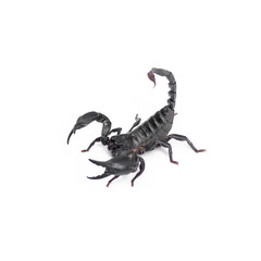 Scorpion isolated on white background