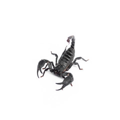 Scorpion isolated on white background