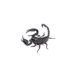 Scorpion isolated on white background