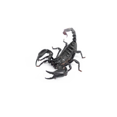 Scorpion isolated on white background