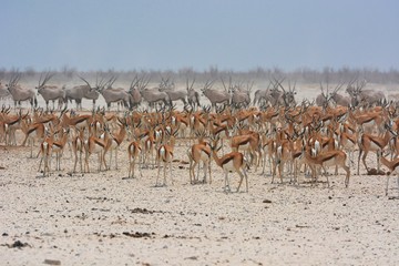 Springböcke (antidorcas marsapulis) und Oryx (Oryx gazella) im Etosha Nationalpark