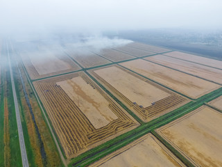 Burning straw in the fields after harvesting wheat crop