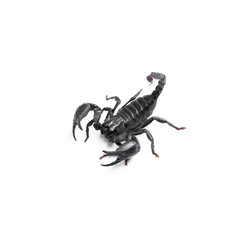 Scorpion isolated on white background