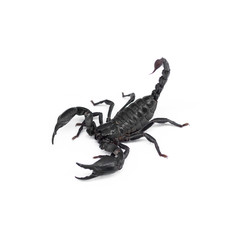 Scorpion isolated on white background