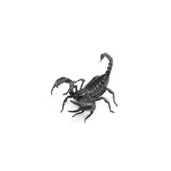 Scorpion isolated on white background