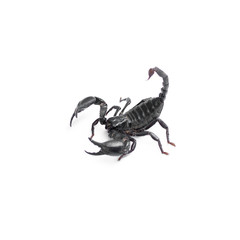 Scorpion isolated on white background