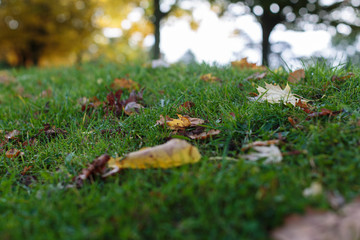 Fallen autumn leaves in dew grass