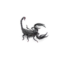 Scorpion isolated on white background