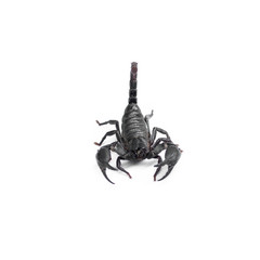 Scorpion isolated on white background
