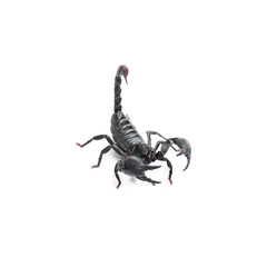 Scorpion isolated on white background