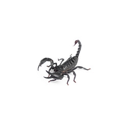 Scorpion isolated on white background