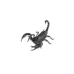 Scorpion isolated on white background