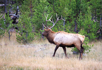 Bull Elk.