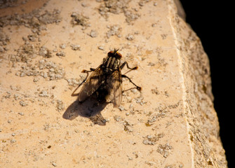 Die Fliege