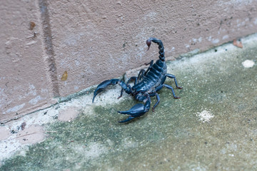Asian black scorpion concrete floor background