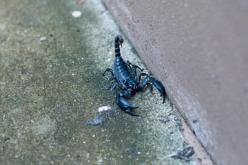 Asian black scorpion concrete floor background