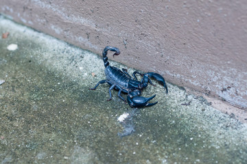 Asian black scorpion concrete floor background