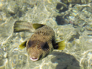 Arothron hispidus fish.