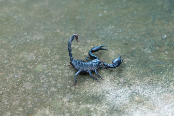 Asian black scorpion concrete floor background