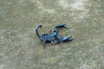 Asian black scorpion concrete floor background