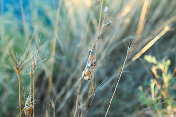 Высохшие ракушки на траве.