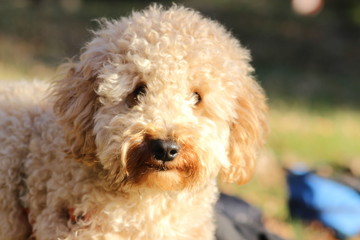 Oliver