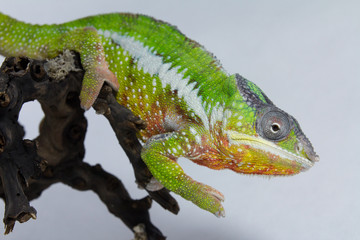 Chameleon Nosy Mitsio, madagascar