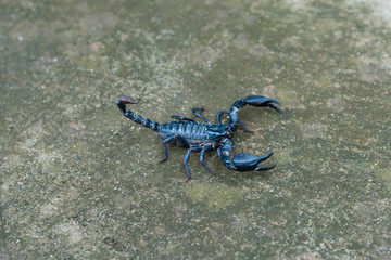 Asian black scorpion concrete floor background