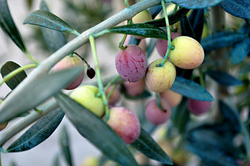 olives ripening on the branch