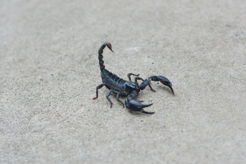 Asian black scorpion concrete floor background