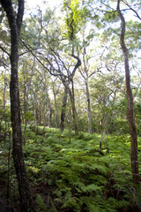 Green forest with lush vegetation
