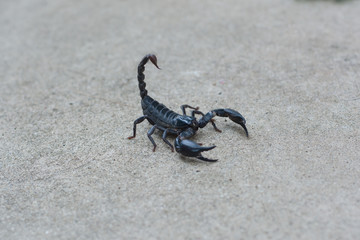 Asian black scorpion concrete floor background