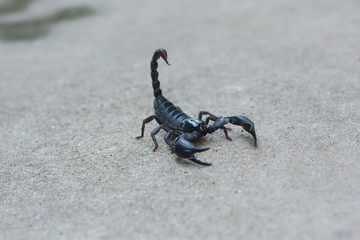 Asian black scorpion concrete floor background