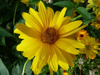 rudbeckia