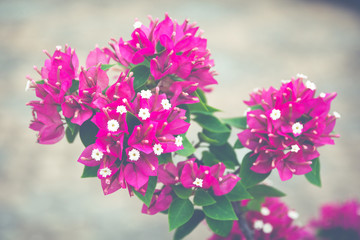 Fototapeta premium Pink bougainvillea close up background.(Processed in vintage colour tone)