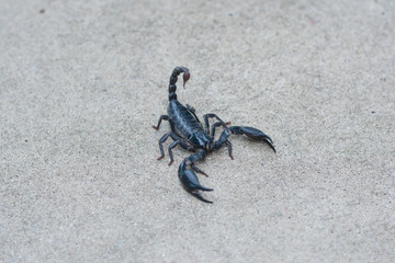 Asian black scorpion concrete floor background