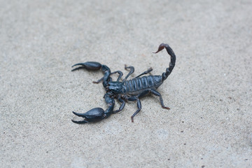 Asian black scorpion concrete floor background